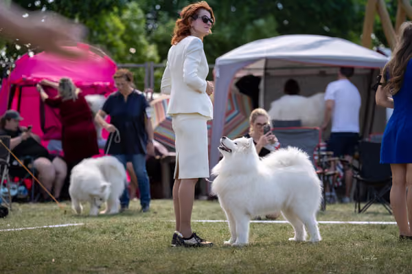 Samojed klub SK – Open