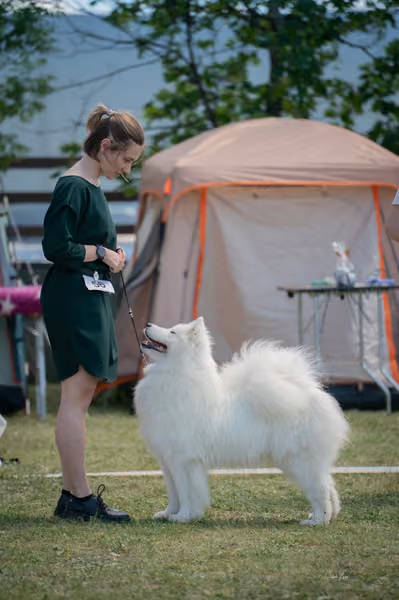 Samojed klub SK – Open