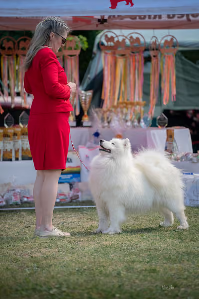 Samojed klub SK – Open