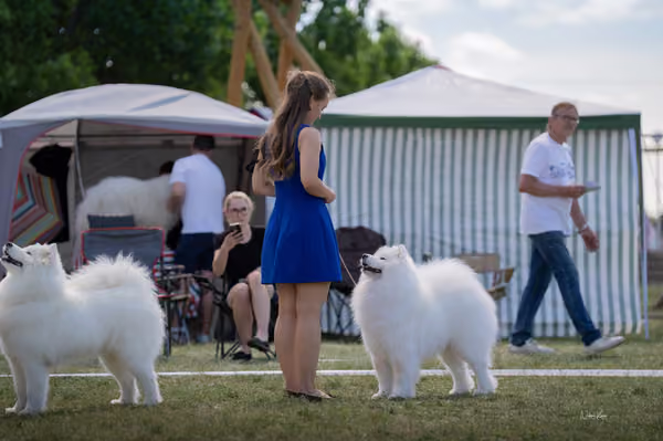 Samojed klub SK – Open