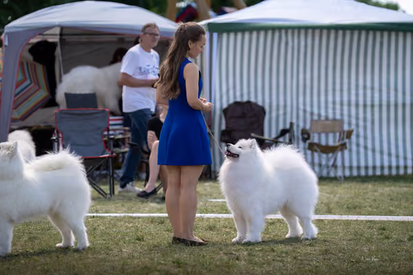 Samojed klub SK – Open
