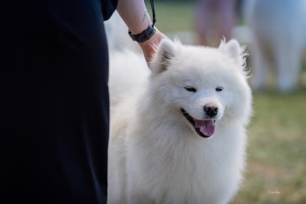 Samojed klub SK – Open