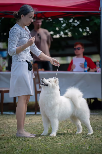 Samojed klub SK – Open