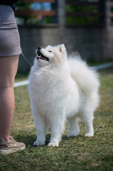 Samojed klub SK – Open