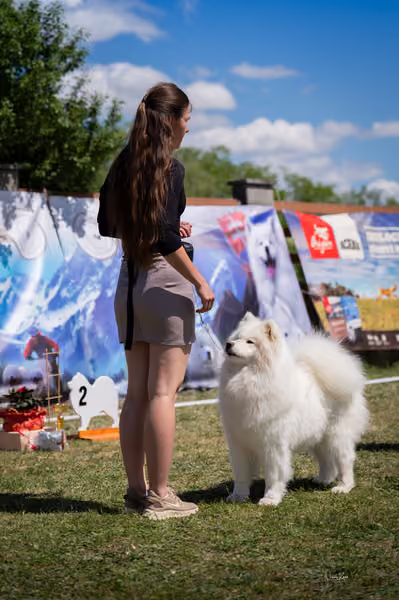 Samojed klub SK – Open