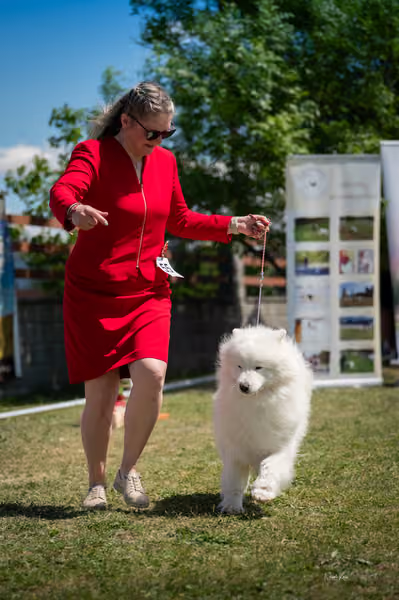 Samojed klub SK – Open