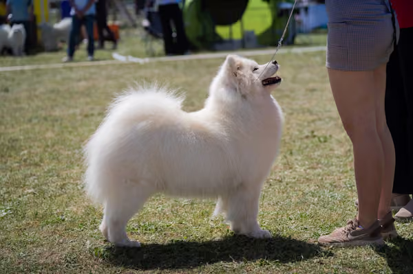 Samojed klub SK – Open