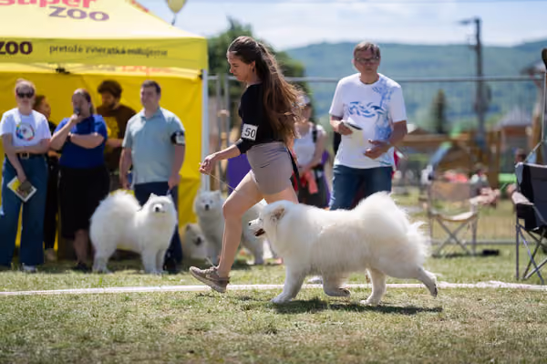 Samojed klub SK – Open