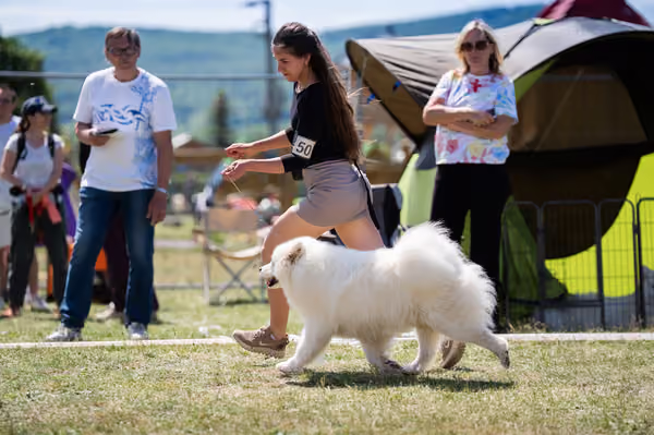Samojed klub SK – Open