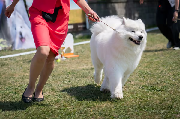 Samojed klub SK – Open