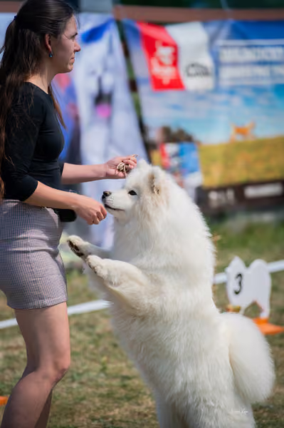 Samojed klub SK – Open