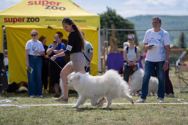 Samojed klub SK – Open