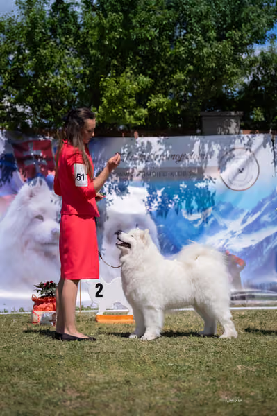 Samojed klub SK – Open