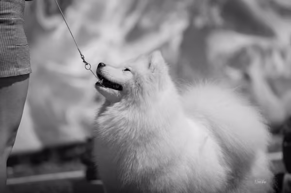 Samojed klub SK – Open