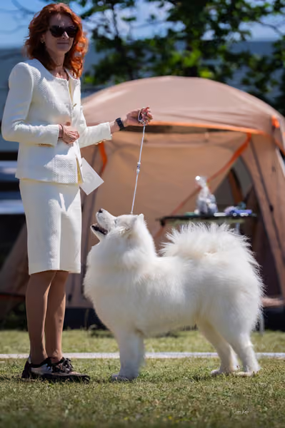 Samojed klub SK – Open