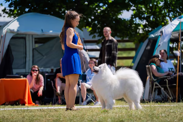 Samojed klub SK – Open