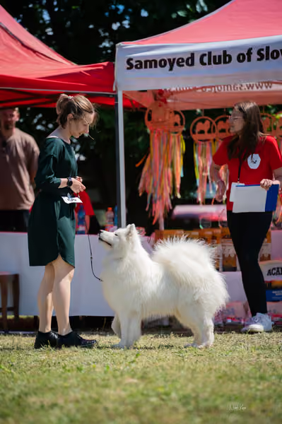 Samojed klub SK – Open