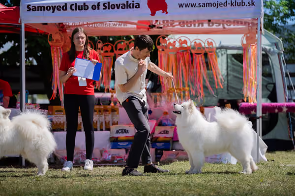 Samojed klub SK – Open