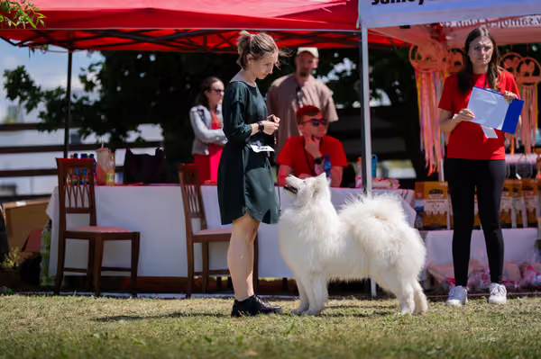 Samojed klub SK – Open