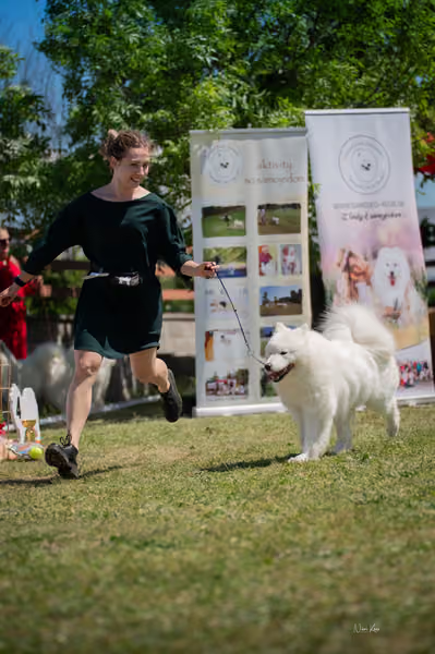 Samojed klub SK – Open