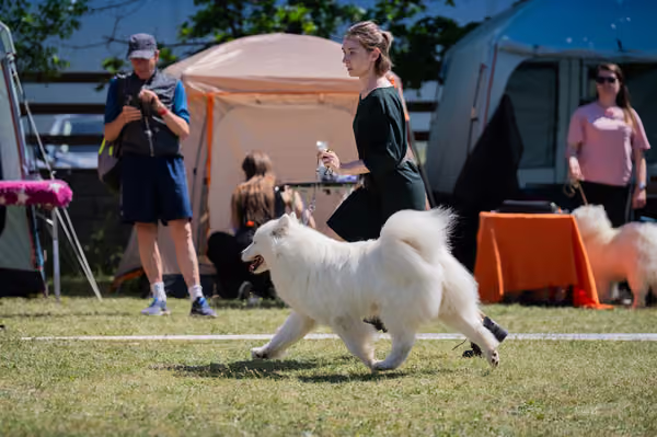 Samojed klub SK – Open