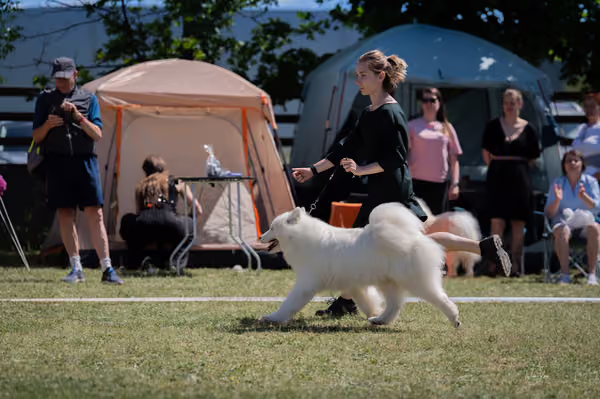 Samojed klub SK – Open