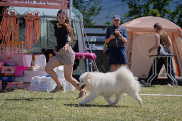 Samojed klub SK – Open