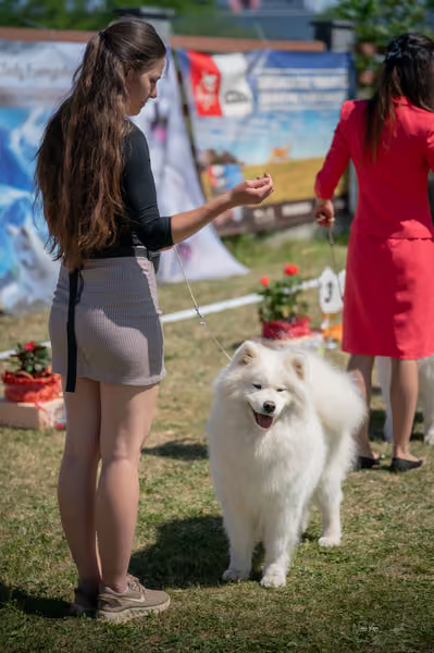 Samojed klub SK – Open