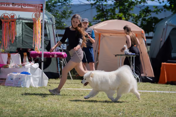 Samojed klub SK – Open