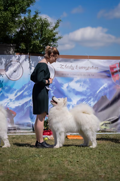 Samojed klub SK – Open