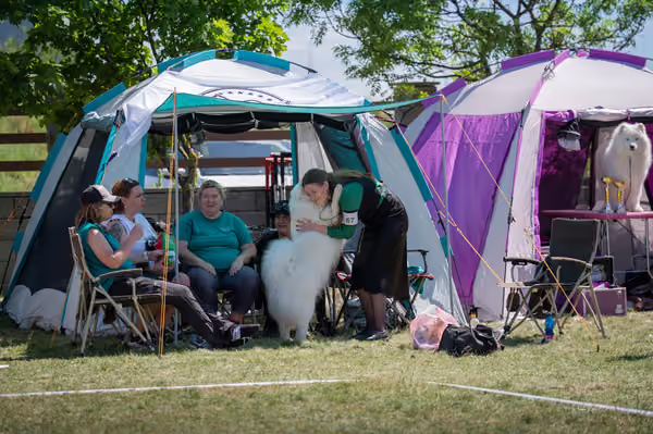 Samojed klub SK – Open