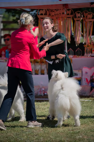 Samojed klub SK – Open