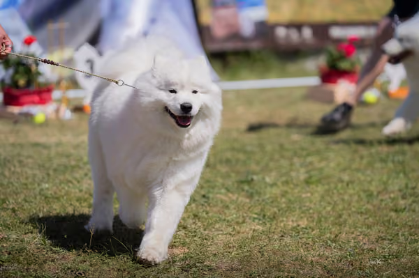 Samojed klub SK – Open