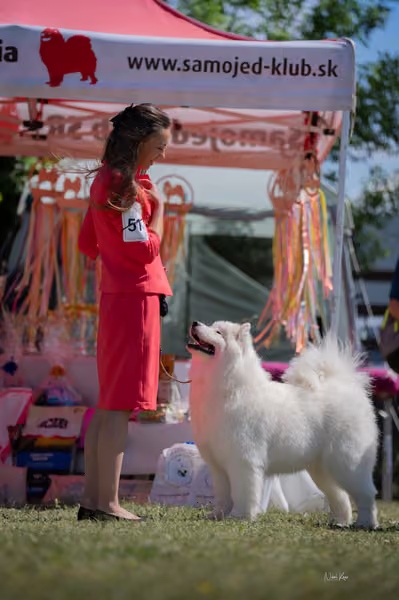 Samojed klub SK – Open