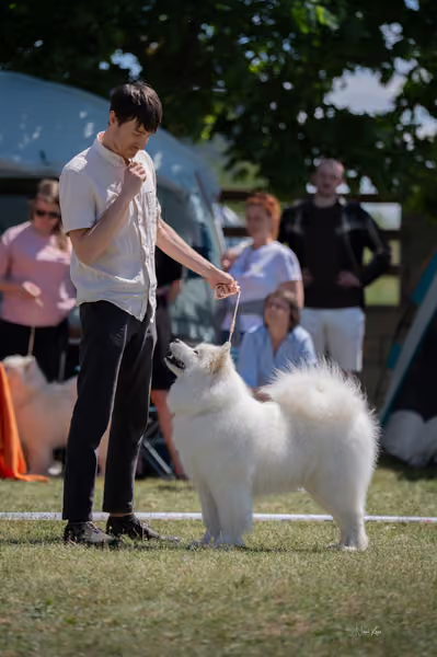 Samojed klub SK – Open
