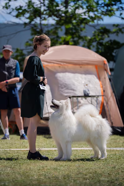 Samojed klub SK – Open