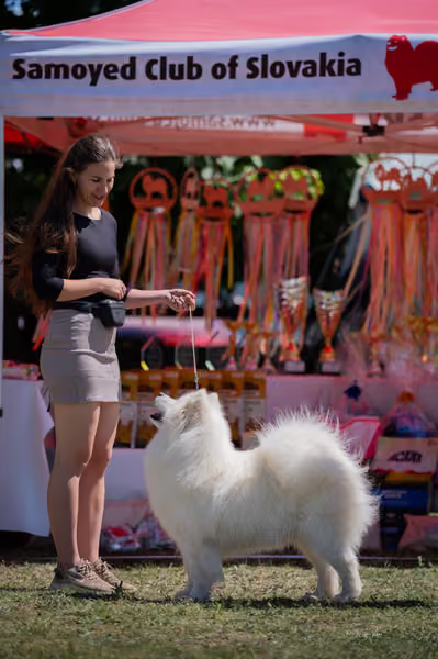 Samojed klub SK – Open