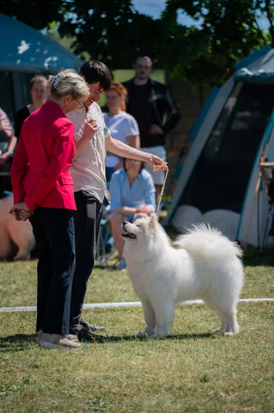 Samojed klub SK – Open