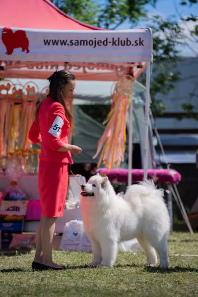 Samojed klub SK – Open