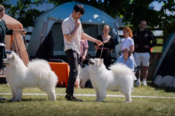 Samojed klub SK – Open