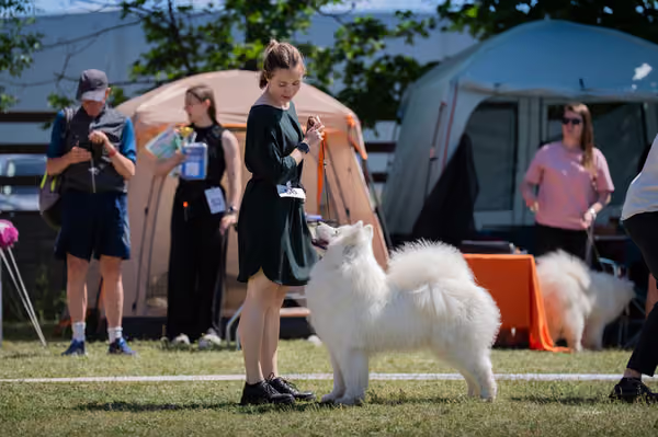 Samojed klub SK – Open