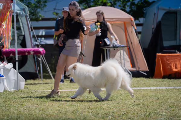 Samojed klub SK – Open