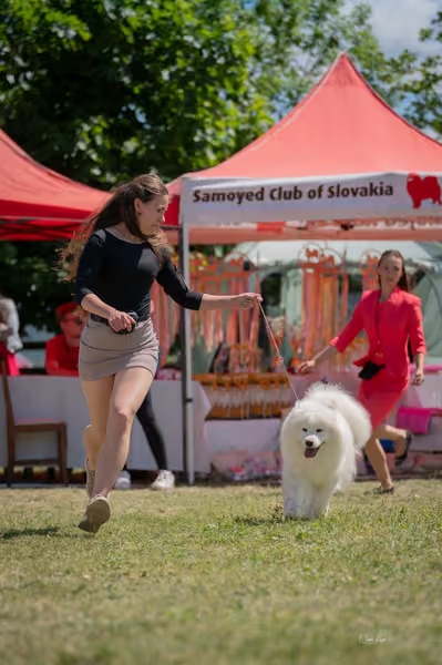 Samojed klub SK – Open