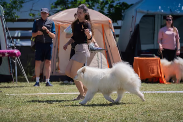 Samojed klub SK – Open