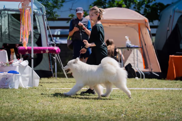 Samojed klub SK – Open
