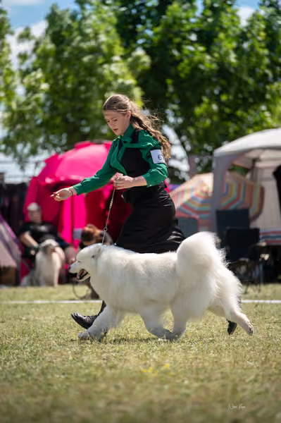 Samojed klub SK – Champion