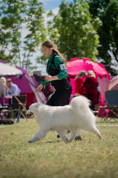 Samojed klub SK – Champion