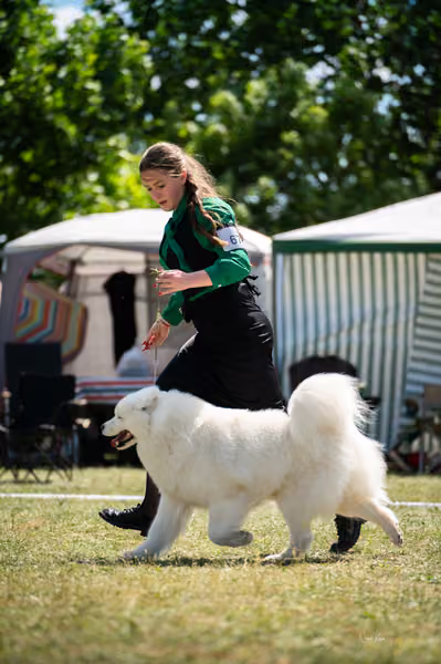 Samojed klub SK – Champion