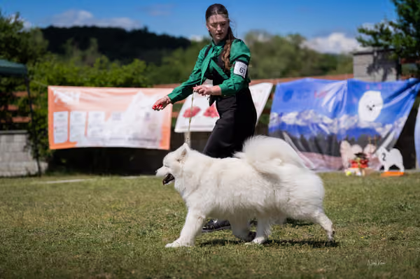 Samojed klub SK – Champion