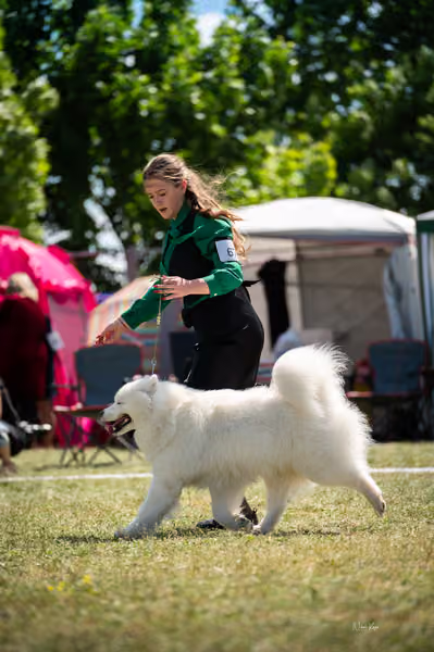 Samojed klub SK – Champion
